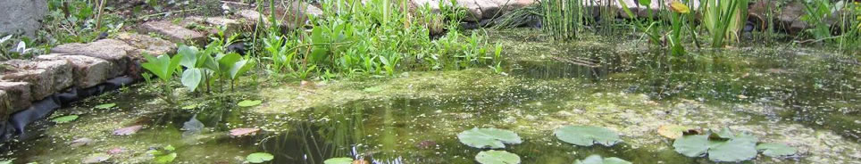 pond_blanket_weed_removal.jpg