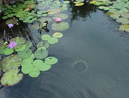 pond_cleaning_kent.jpg