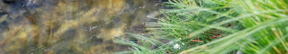 pond_drain_and_clean_kent.jpg