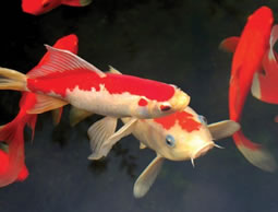 pond_fish_health_check_kent.jpg