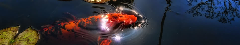 pond_fish_health_kent.jpg