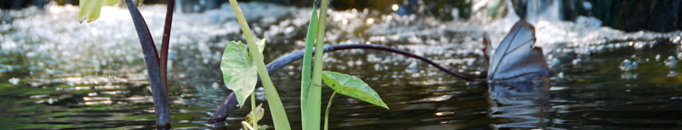 pond_water_filtration_kent.jpg